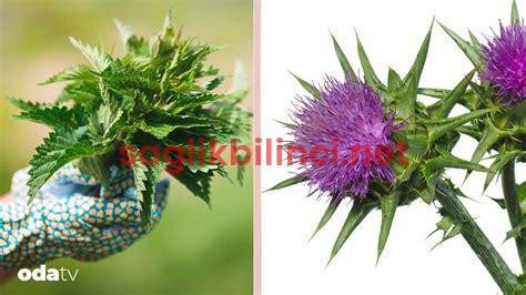 Yabani Bitkiler: Doğadan Şifa Bulmanın Yolları