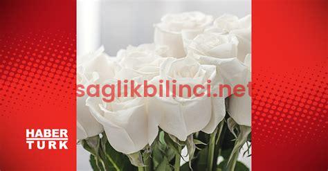 Beyaz Gül Ne Anlama Gelir? Anlamı ve Sembolik Değeri