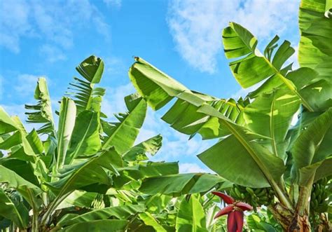 Muz Ağacı: Bakım ve Yetiştirme İpuçları