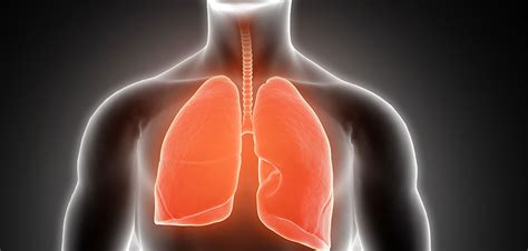 Toraks Nedir? Sağlık Açısından Önemi ve Fonksiyonları