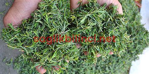 Yaban Kekiği: Faydaları ve Kullanım Alanları